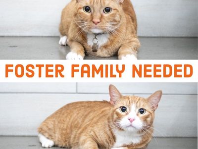 Foster Family Needed!