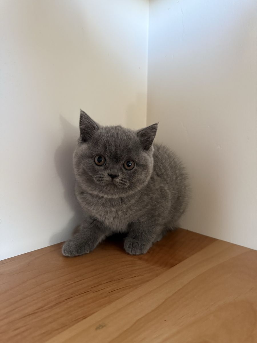 British Shorthair