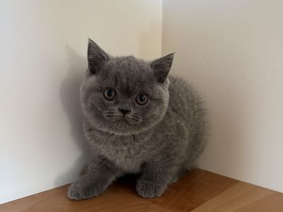 British Shorthair