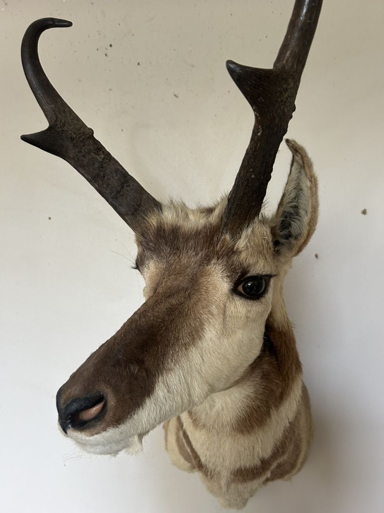 Taxidermy