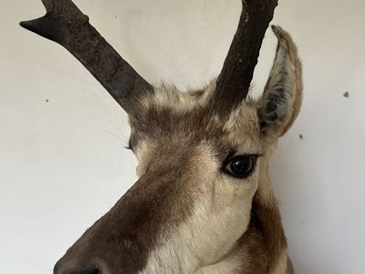 Taxidermy