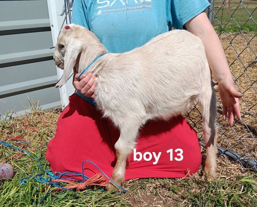 Main image 31