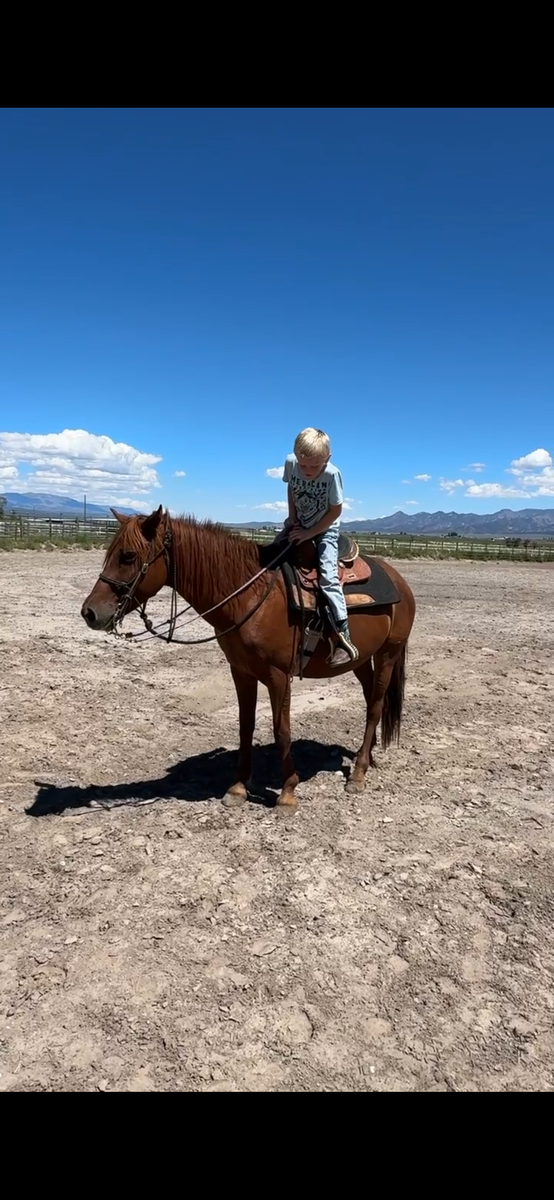 BEGINNER AND KID FRIENDLY- GENTLE AND SUPER SWEET- NO MORE HOLDS-THANKS!