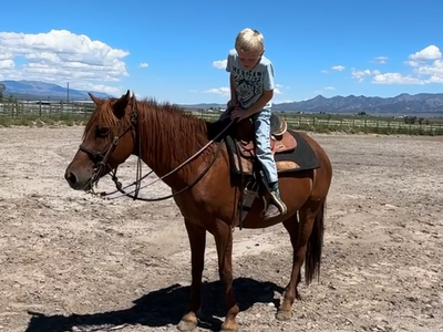 BEGINNER AND KID FRIENDLY- GENTLE AND SUPER SWEET- NO MORE HOLDS-THANKS!
