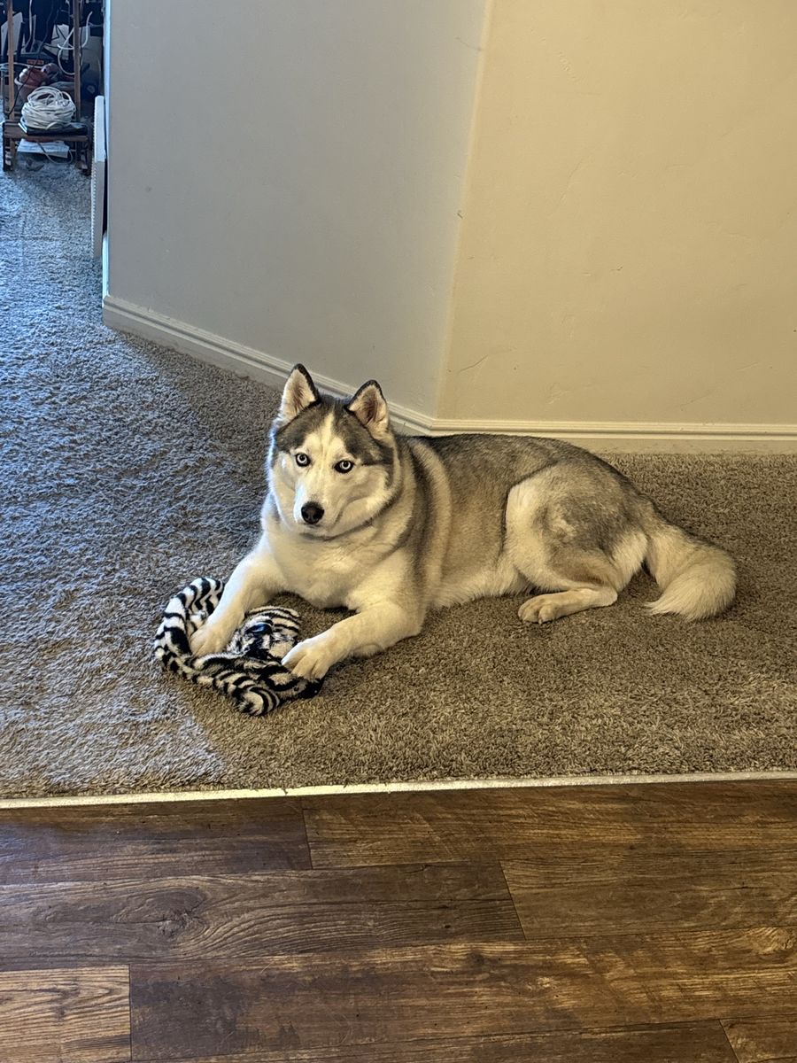 Dog
