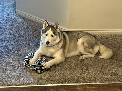 Dog