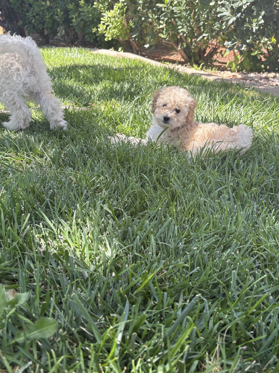 Two puppies for sale