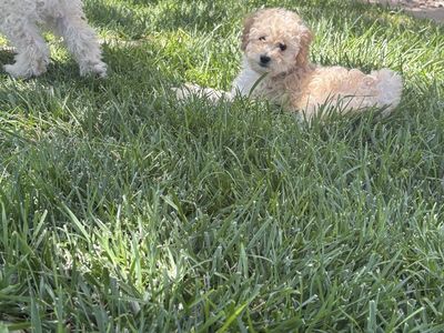 Two puppies for sale