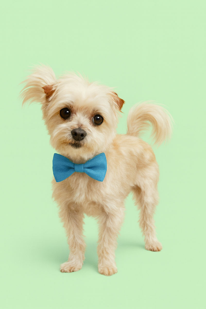 Walker - Small Terrier Mix - Available for adoption