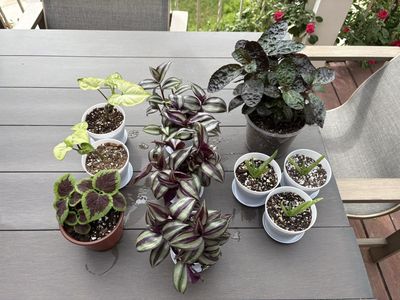 Potted Houseplants - Syngonium, Tradescantia, Coleus, Aloe