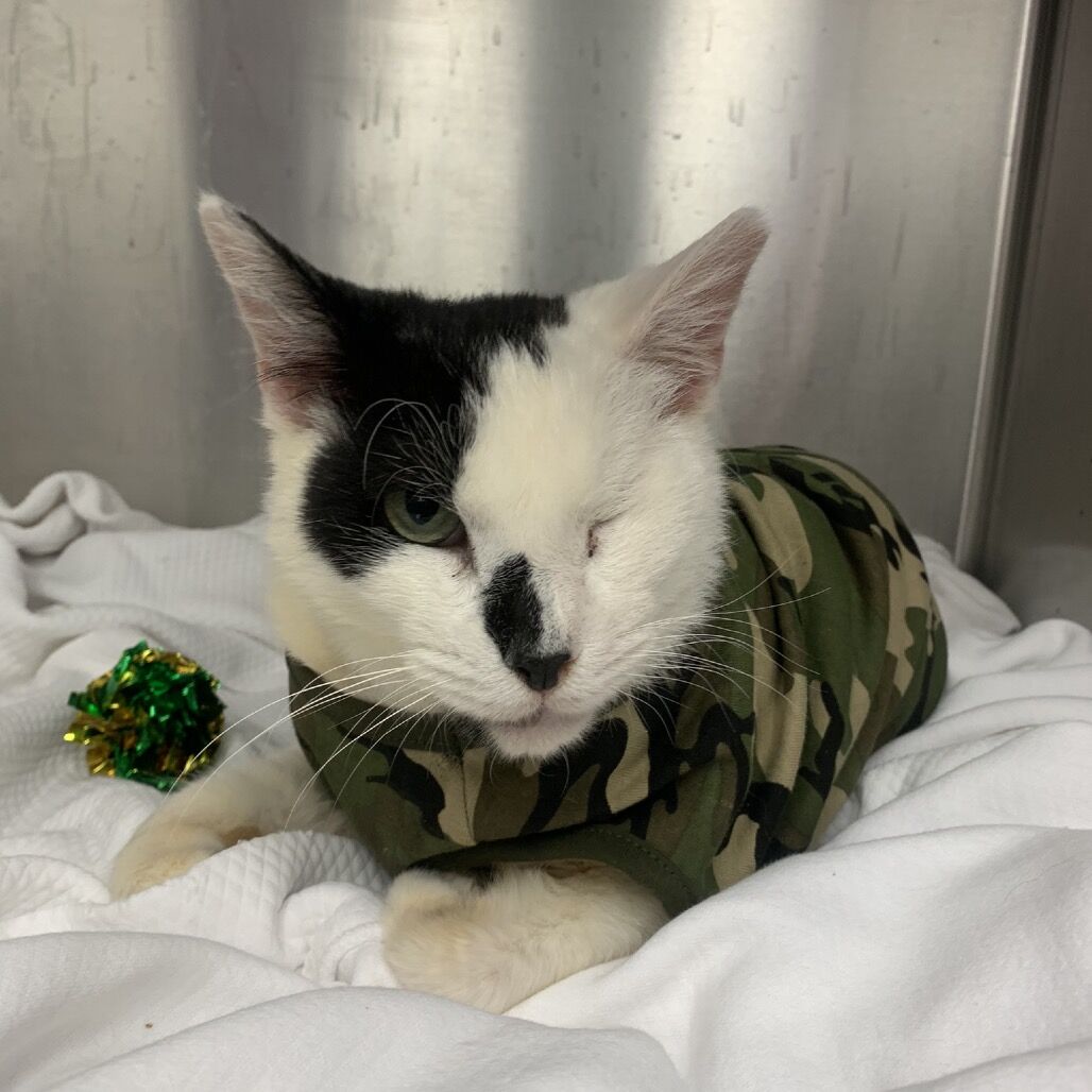 Hello my name is Armstrong