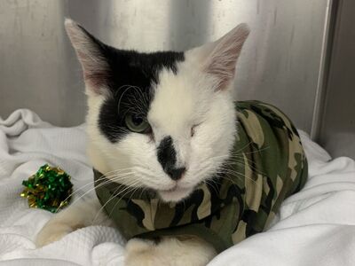 Hello my name is Armstrong