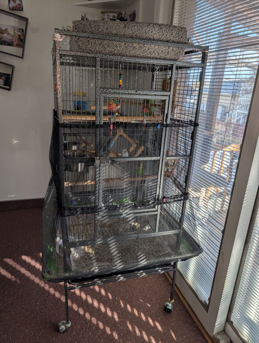 Indian Ringneck and parakeets