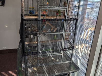 Indian Ringneck and parakeets