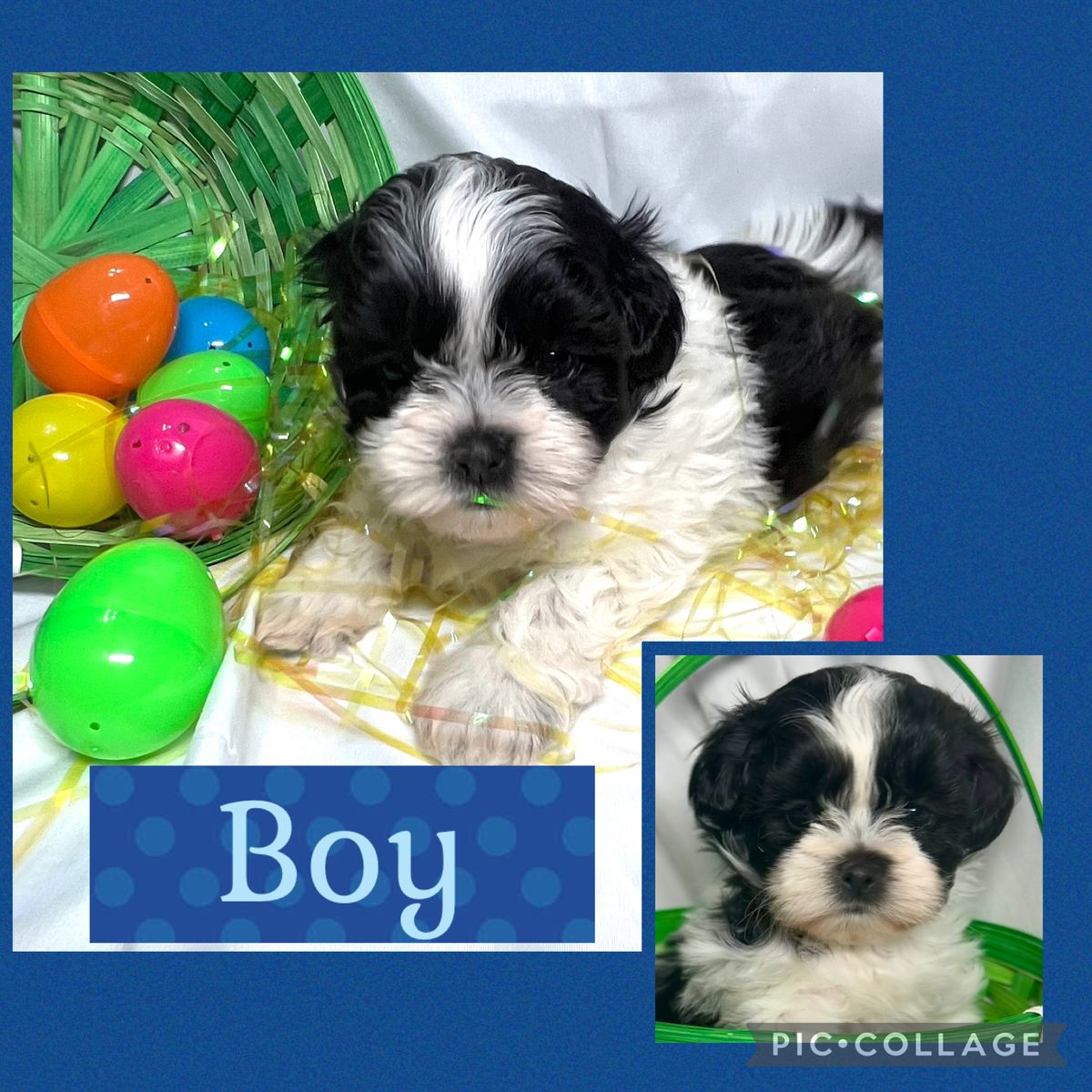 Teddy Bears (1/2 Shih Tzu and 1/2 Bichon) ready for their forever home in 1 week!