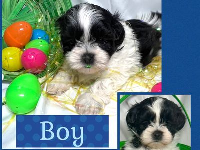 Teddy Bears (1/2 Shih Tzu and 1/2 Bichon) ready for their forever home in 1 week!