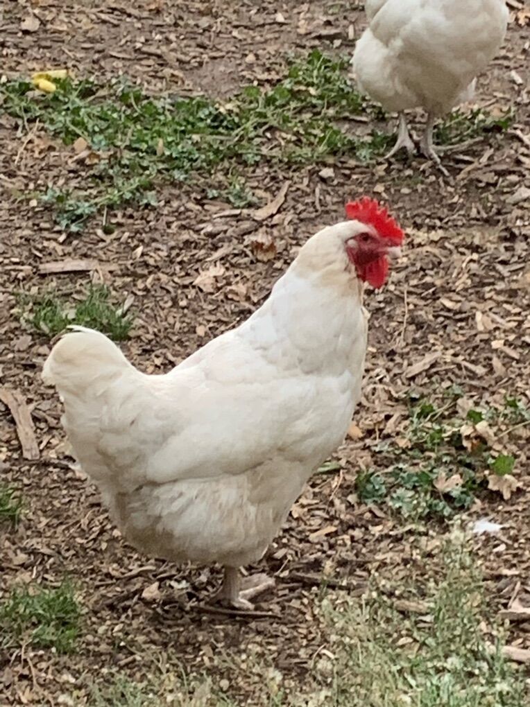 1 1/2 Year Old White Orpington Chickens $25 Each