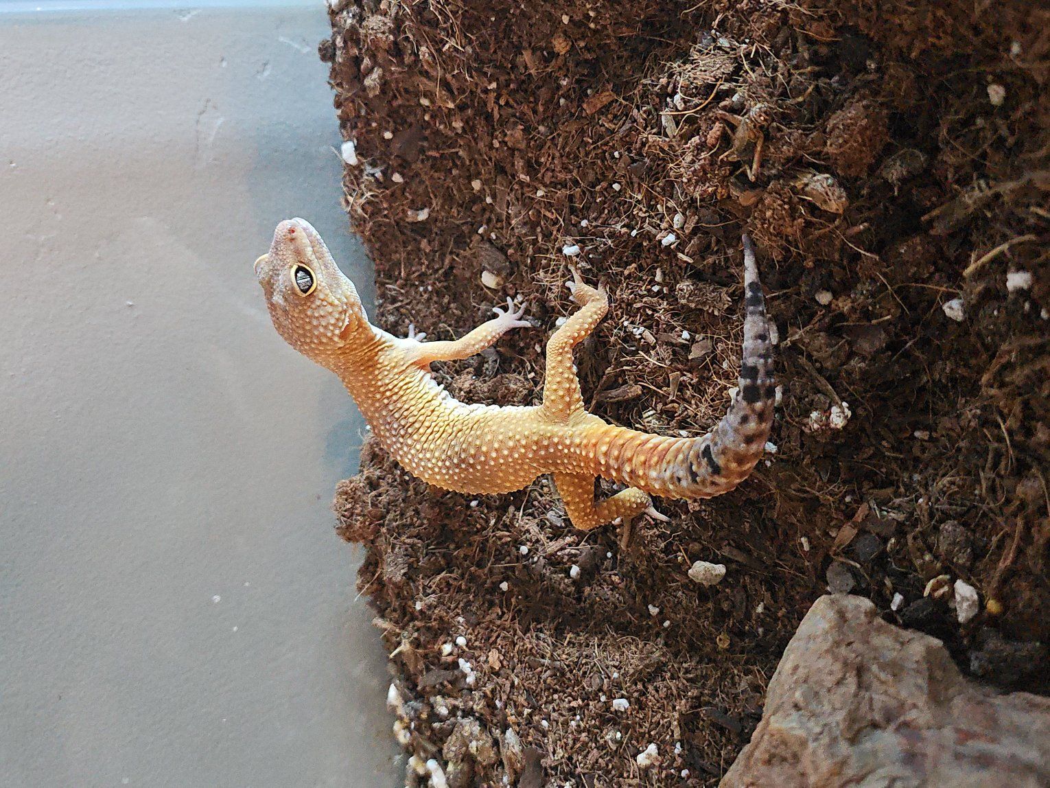 leopard geckos
