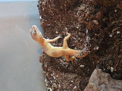 leopard geckos
