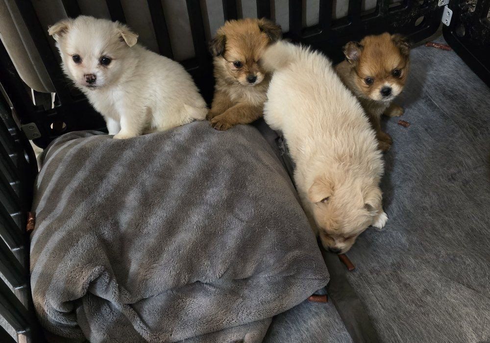 6 pomeranian mix cavalier  pups