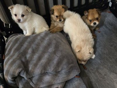 6 pomeranian mix cavalier pups