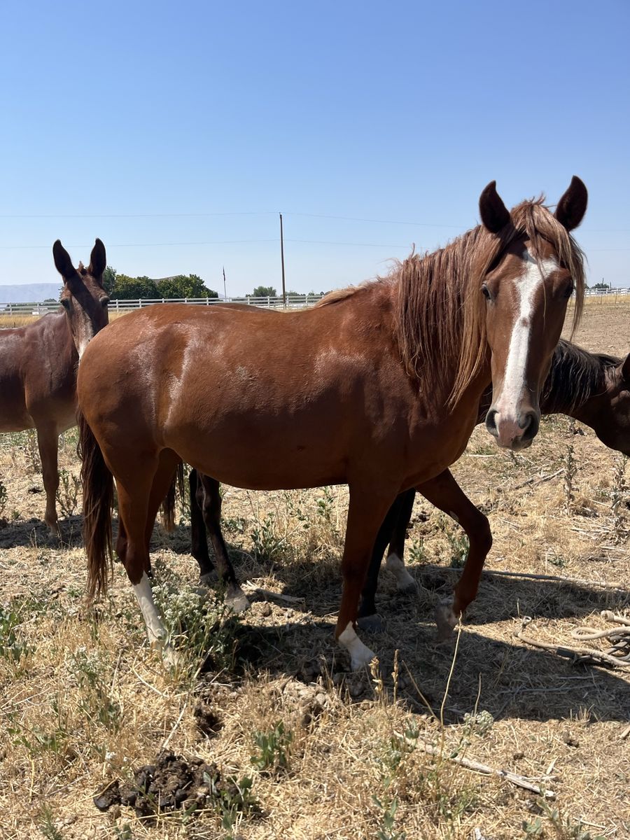 Gaited horse for sale