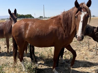 Gaited horse for sale