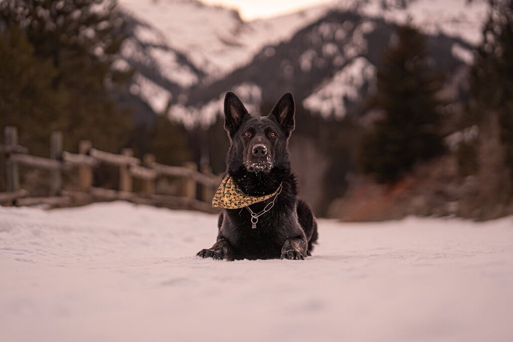 Fully Trained German Shepherd