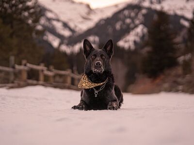 Fully Trained German Shepherd