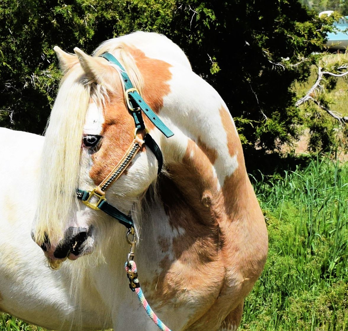 Registered Gypsy Stallion at Stud - standing in Tooele