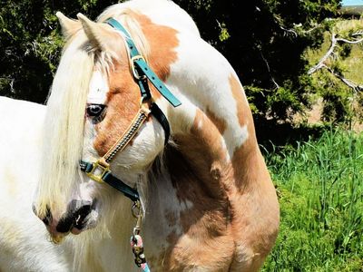 Registered Gypsy Stallion at Stud - standing in Tooele