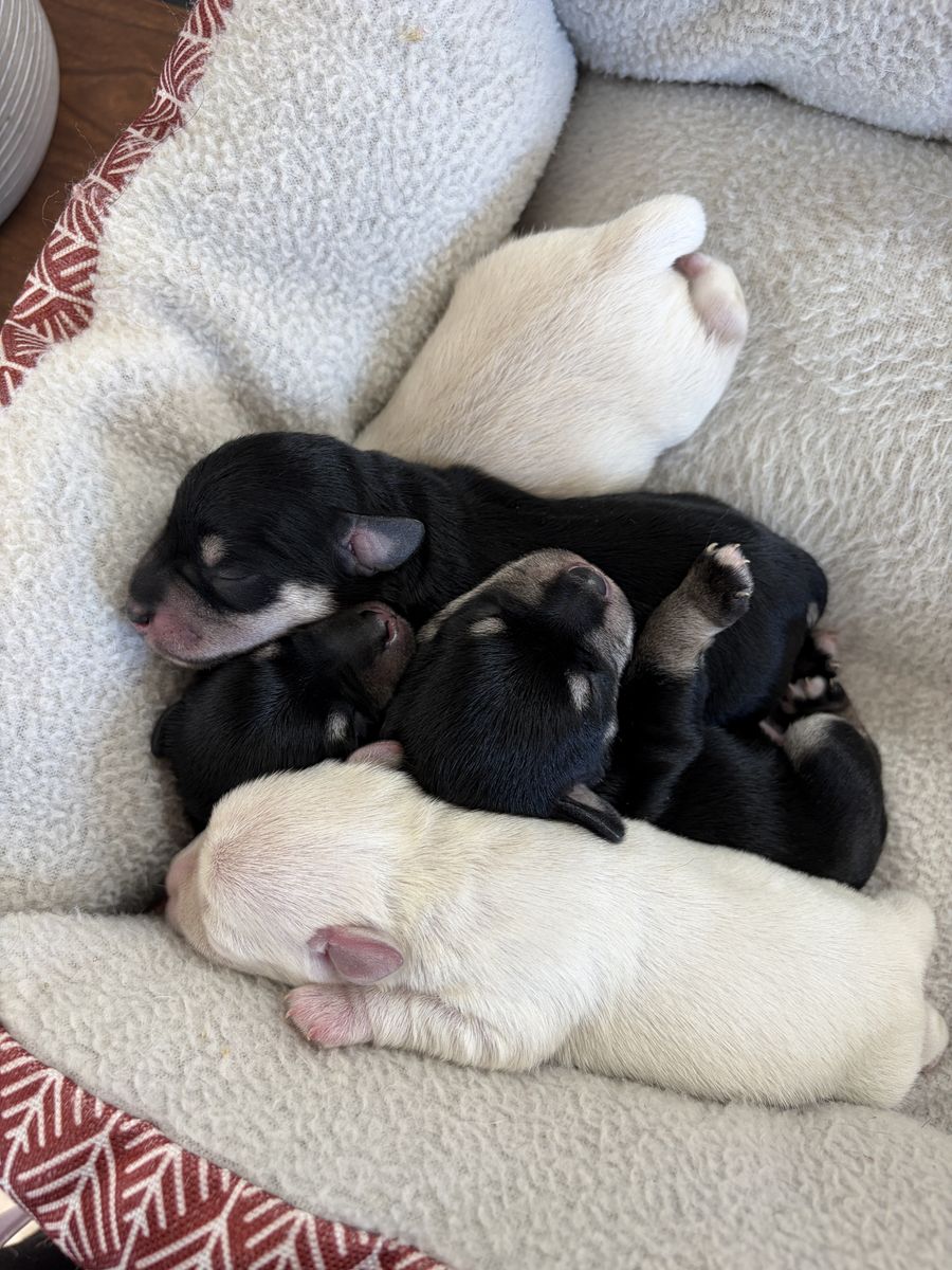 AKC Registered Miniature Schnauzer Puppies