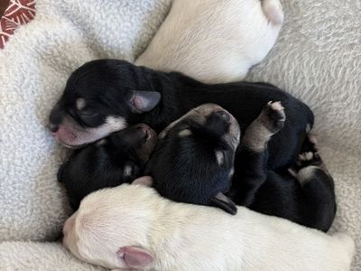 AKC Registered Miniature Schnauzer Puppies