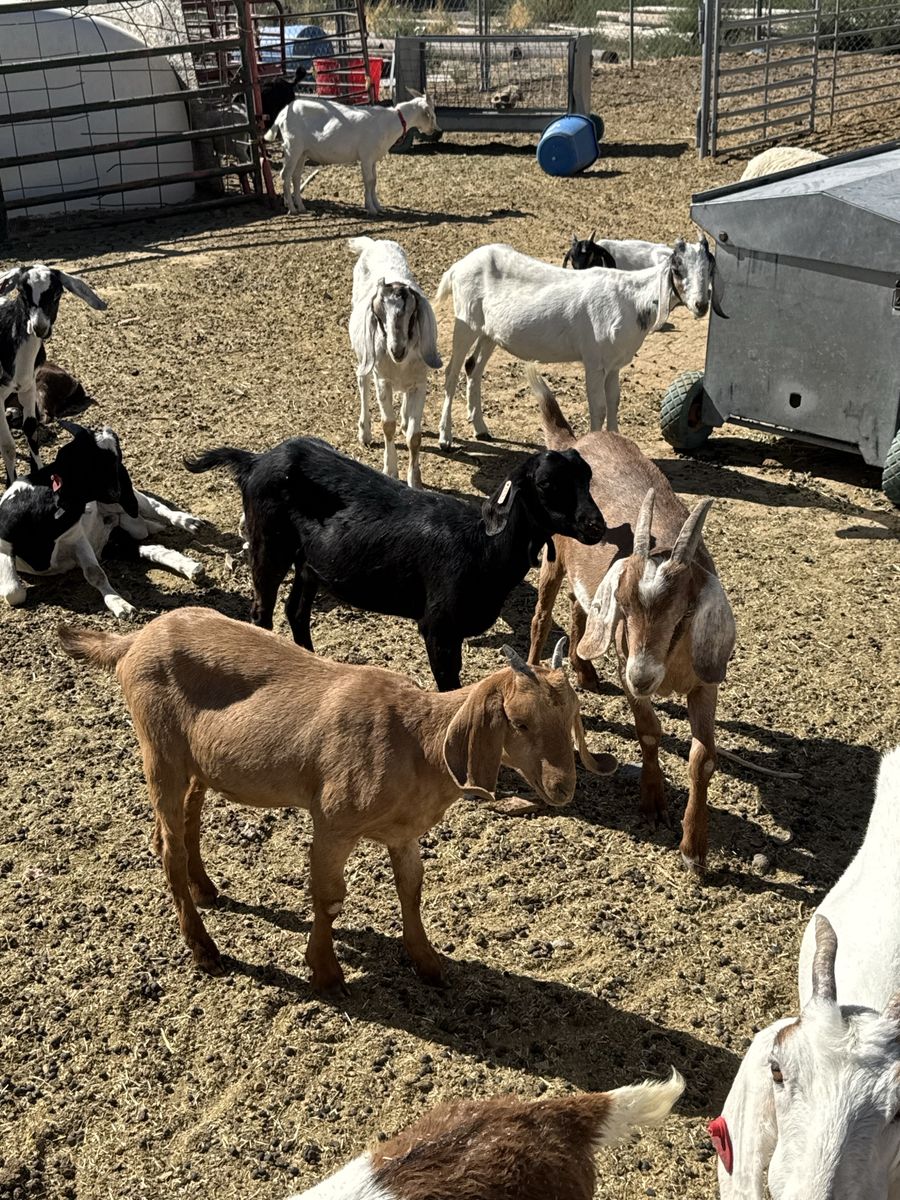 Tying goats