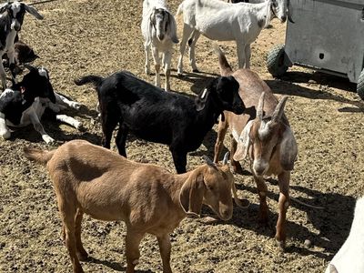 Tying goats