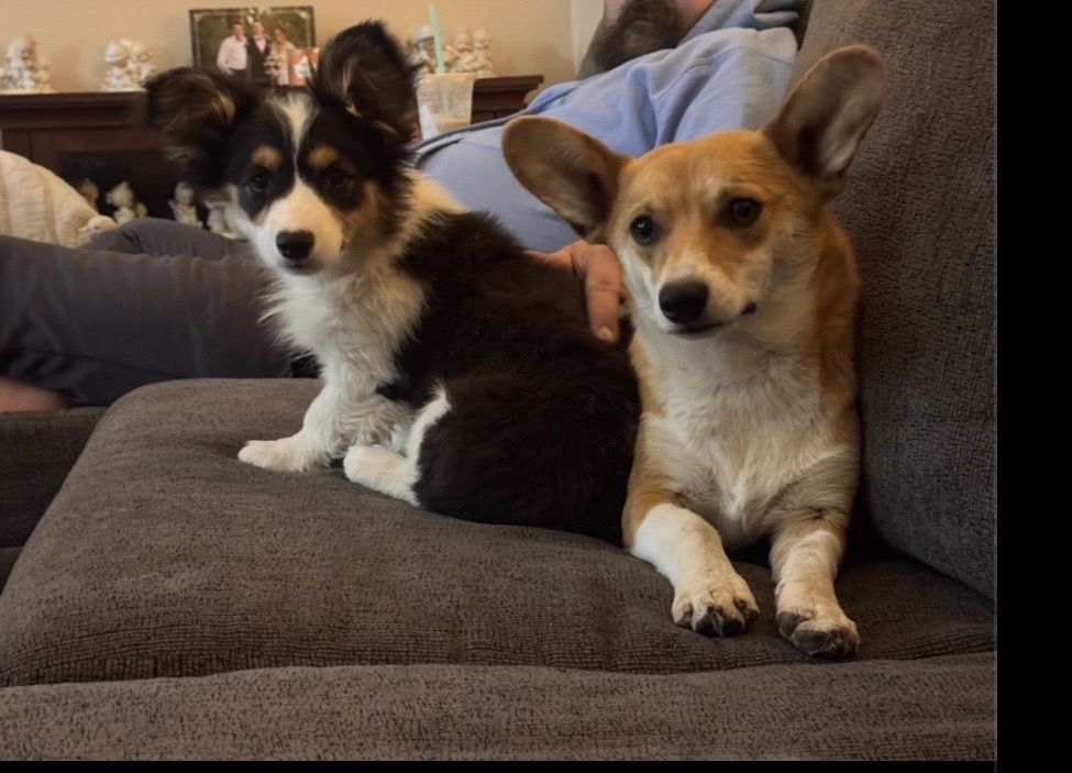 Corgi's Bonded Pair 1 Yr Old