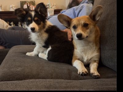 Corgi's Bonded Pair 1 Yr Old