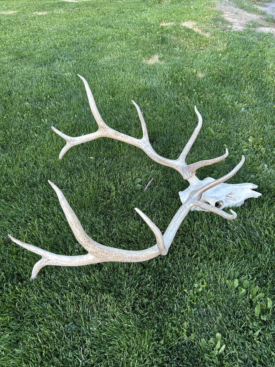 Elk European Mounts