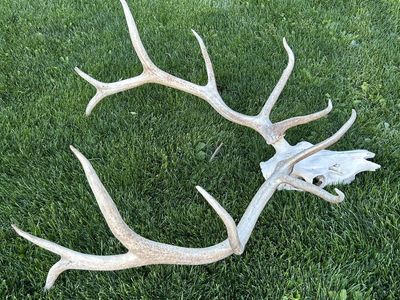 Elk European Mounts