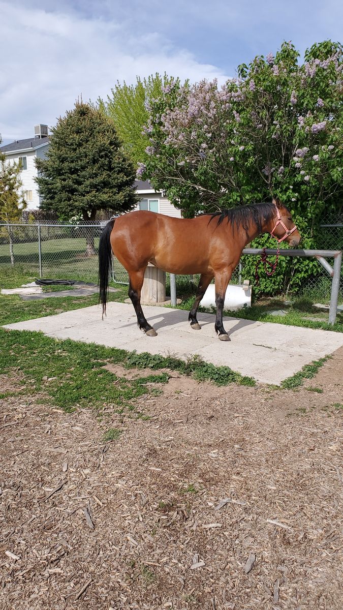 9 year old AQHA registered Bay Mare
