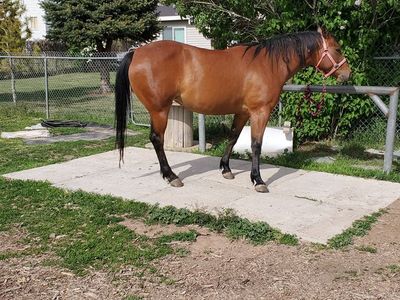 9 year old AQHA registered Bay Mare
