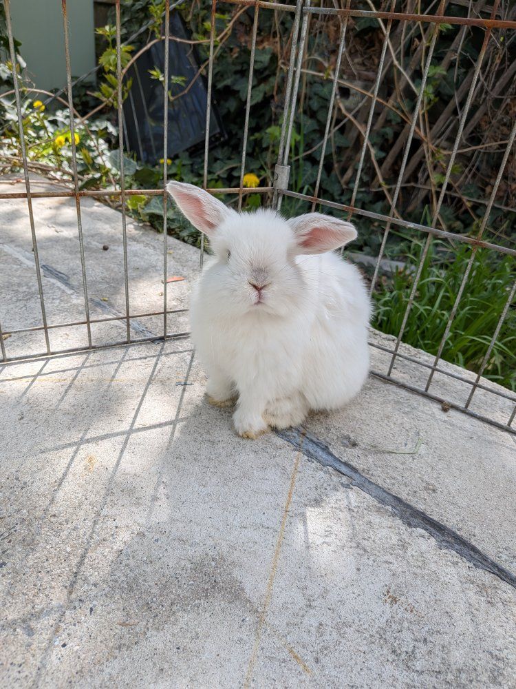 Holland Lop Pedigreed baby bunny!