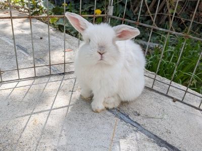 Holland Lop Pedigreed baby bunny!