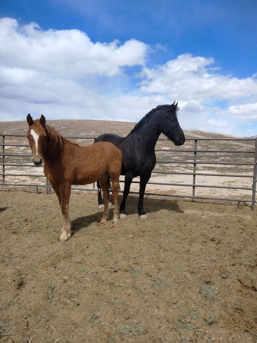 Friesian cross stud colt