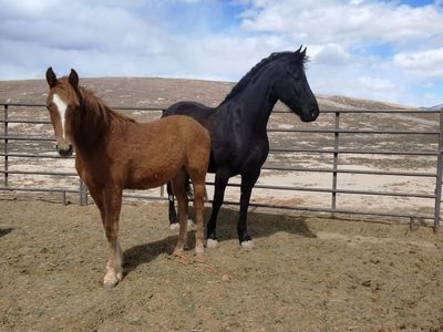 Friesian cross stud colt
