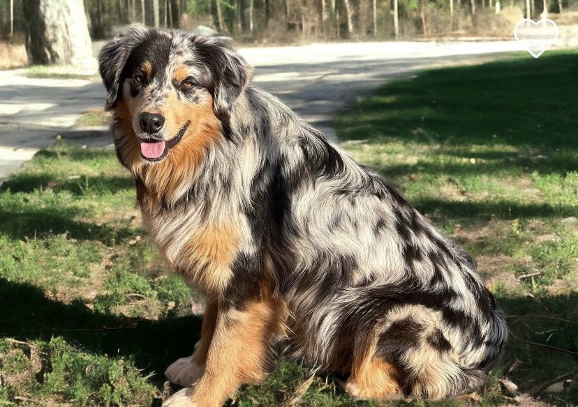 Exceptional Australian Shepherd Stud