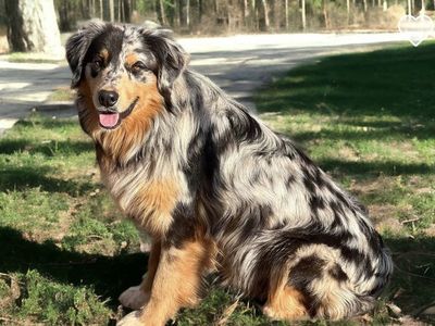 Exceptional Australian Shepherd Stud
