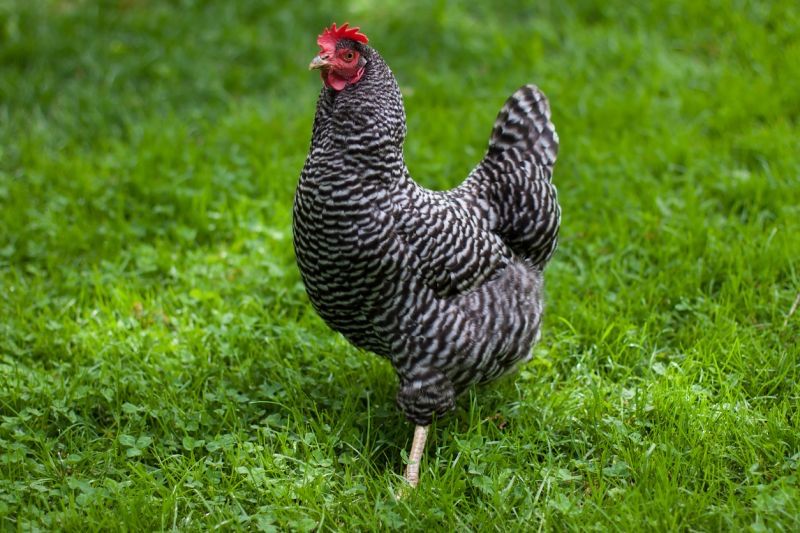 5 Month Old Laying Hens