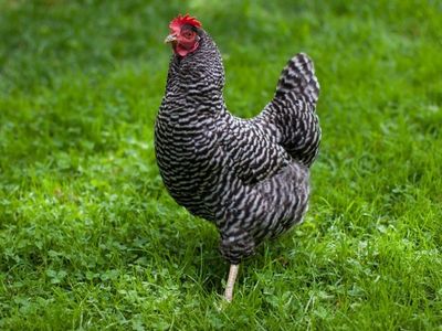 5 Month Old Laying Hens