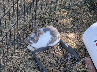 Domestic Pet Rabbit - White and Grey Lop